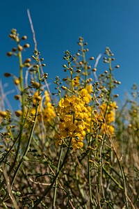 Desert Senna (Senna armata)