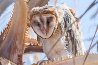 Sleepy Barn Owl (Tyto alba)