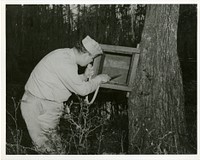 PHS officer collecting mosquitoes. Exterior view: a man wearing a PHS uniform is using a tube to collect mosquitoes from a box mounted on a tree. Original public domain image from Flickr 