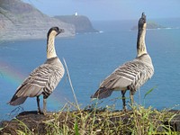 Nene geese at Kilauea Point