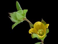Ludwigia alternifolia, Seedbox, Howard County, Md, Helen Lowe Metzman