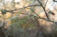 Water droplets on a honey mesquite frond (Prosopis glandulosa)