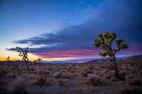 Joshua trees in Queen Valley at Sunset
