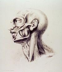 Muscles of the neck and face. Original public domain image from Flickr