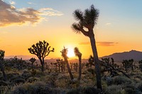 Joshua trees in Queen Valley at sunset