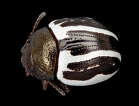 Black and white beetle, back, MAGLEV