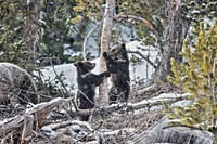 Playful grizzly bear cubs.