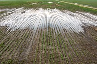 Aerial view of storm water on cotton fields that are already saturated with days of heavy rain, during the past week in Bloomington, TX on June 3, 2021.