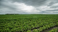A thunderstorm adds more water to cotton fields already saturated with days of heavy rain, during the past week in Bloomington, TX on June 3, 2021.