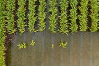 Aerial view of water soaked sorghum (milo) fields already saturated with days of heavy rain, during the past week in Bloomington, TX on June 3, 2021.