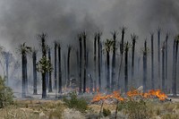 Burn forest, wildfire, natural disasters. Original public domain image from Flickr