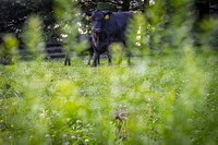 Black Angus graze in Monkton, Md., July 13, 2021.