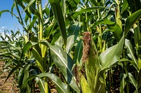 Corn grows on Goldpetal Farms in Chaptico, Md., July 17, 2021.