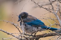 Scrub jay bird