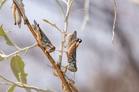 Melanoplus sanguinipes, a migratory grasshopper, are eating the Russian olive trees of a shelterbelt beside a farm field, in Malta, MT, on July 17, 2021.