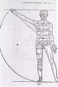 Anatomy - Artistic: Illustrations on Correct Proportions of Human Anatomy.