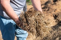 Raw material used to create compost extract by Alec McIntosh, Larry Johnson, and Shawn Preputin, farmers in Hill County, MT. June 2022 