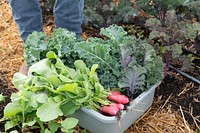 Basket of vegetables grown in the high tunnel, organic farm.