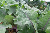 Organic farming, vegetable patch.