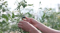 Tomato plant, farmer hand.