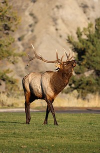 Bull elk bugling during the rut