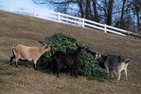 Rescued goats eat donated Christmas tree in Mount Airy, Maryland, on Jan. 7, 2022. Missy and David Saul, owners of Farm Sweet Farm, recycle Christmas trees by feeding them to their goats. They started rescuing goats in 2019 and received their 501(3)c nonprofit status in 2020. This is their second year feeding their goats with donated Christmas trees. The pine needles are full of antioxidants, minerals, and are a natural dewormer for goats that carries them through winter. As the rescue runs off donations, it also helps by cutting down on hay. (USDA photo by Christophe Paul)