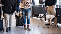 Canine security checking, detection dog.