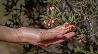 Farmer's hand checking on plant.