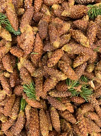 Ripe and freshly picked Engelmann spruce cones. 