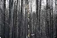 Area burned by the 2021 Greenwood Fire in the Superior National ForestPhoto by Courtney Celley/USFWS.