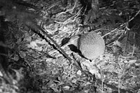 Kiwi bird, wildlife night tour.