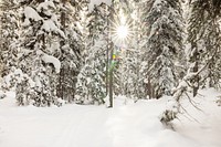 Views along the Divide Ski Trail, winter forest.