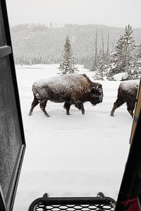 Bison waking alongisde the snowcoach.