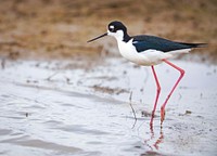 Black Necked-Stilt at Cosumnes River Preserve.