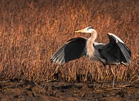 Blue Heron, wild bird.