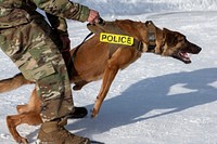 Military working dog training.