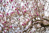 Blooming magnolia tree.