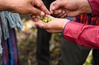 Freshly picked coffee beans.