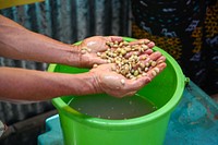 Freshly picked coffee beans.