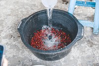 Fresh red coffee beans.