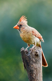 Northern Cardinal Female, wild bird.