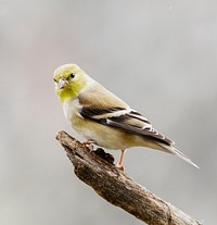 American Goldfinch, wild bird.