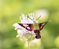 Hummingbird Clearwing Moth on Wild Bergamot.