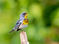 Northern Parula, wild bird.