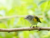 Female American Redstart, wild bird.