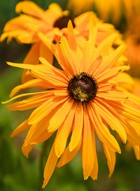Bee on black-eye susan flower.