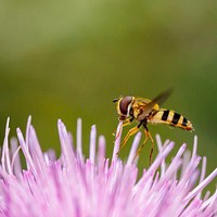 Hover Fly, insect close up shot.