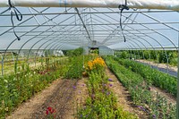 Flowers grow at Singletree Flower Farm in Goshen, Indiana June 29, 2022. Kate Friesen and Scott Kempf founded the fresh cut flower farm in 2018. They sell flowers through a CSA, at local farmers’ markets and for special events. Friesen and Kempf received assistance through USDA’s Natural Resources Conservation Service’s Environmental Quality Incentives Program (EQIP) to add a high tunnel and hedgerow to the farm. (NRCS photo by Brandon O’Connor)