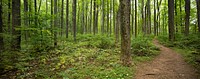 Low Gap Trail, Forest.