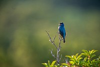 Male Indigo Bunting, wild bird.